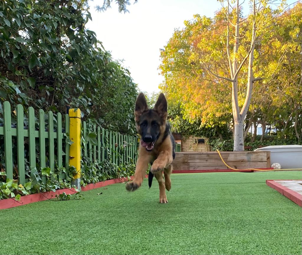 Hotel para perros en Reus tres pirañas