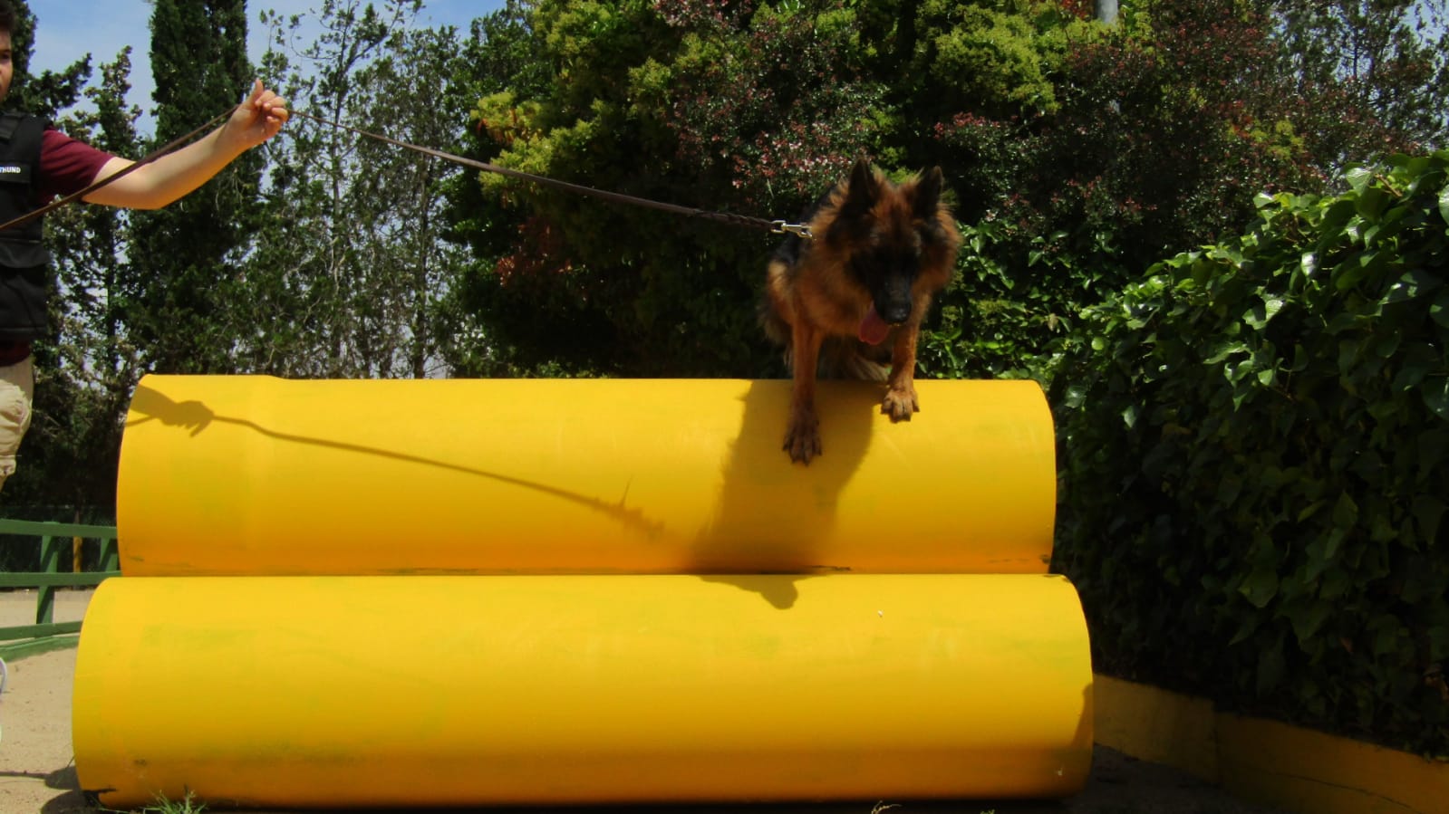 adiestramiento de perros en Tarragona Reus adiestramiento de perros en Tarragona Reus