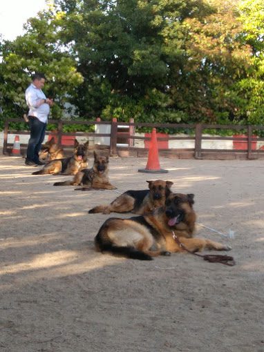 adiestramineto canino en reus Tarragona perros (1)