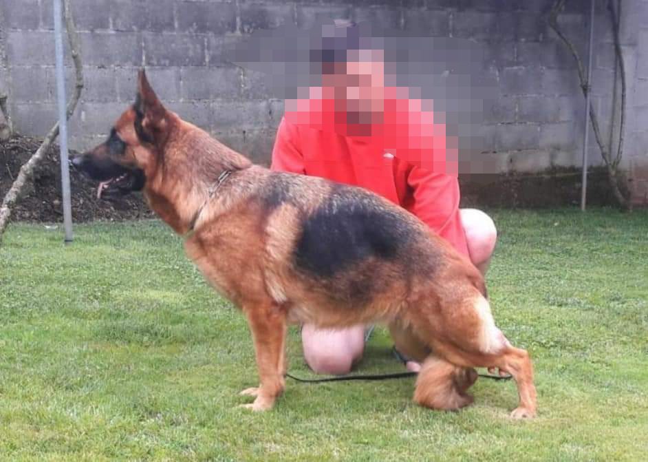 adiestramineto canino en reus Tarragona perros (10)