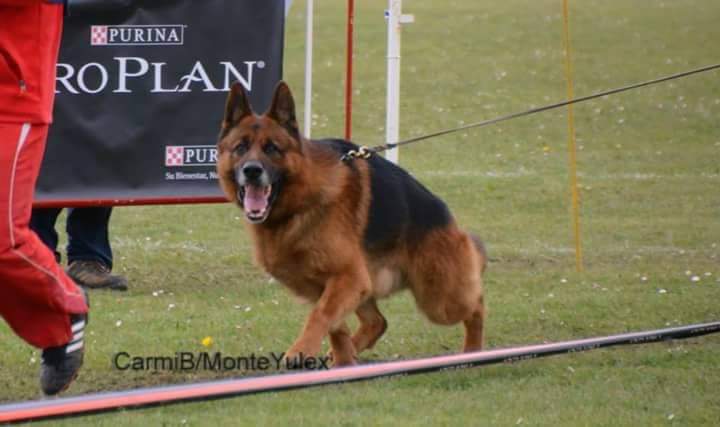adiestramineto canino en reus Tarragona perros (11)