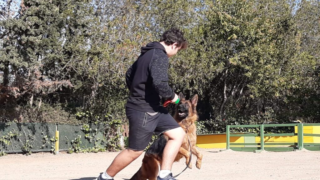 adiestramineto canino en reus Tarragona perros (3)