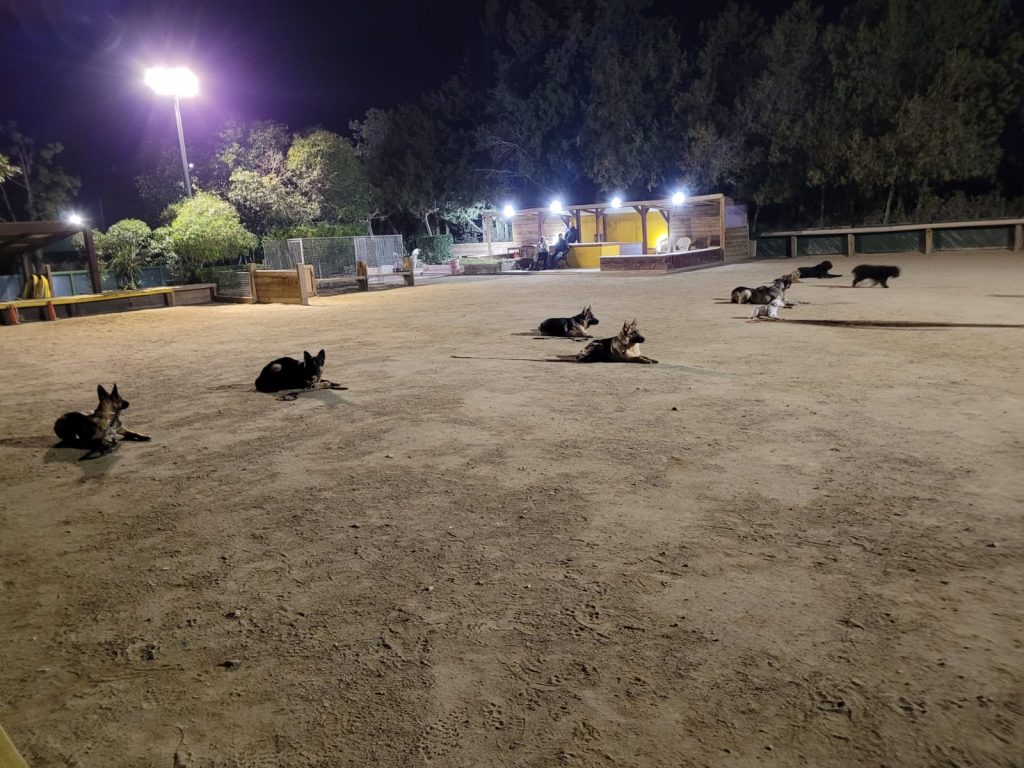 adiestramineto canino en reus Tarragona perros (4)