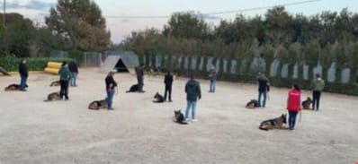 adiestramineto canino en reus Tarragona perros (5)