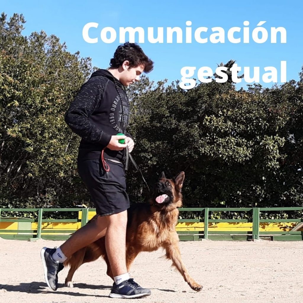 adiestramineto canino en reus Tarragona perros (6)