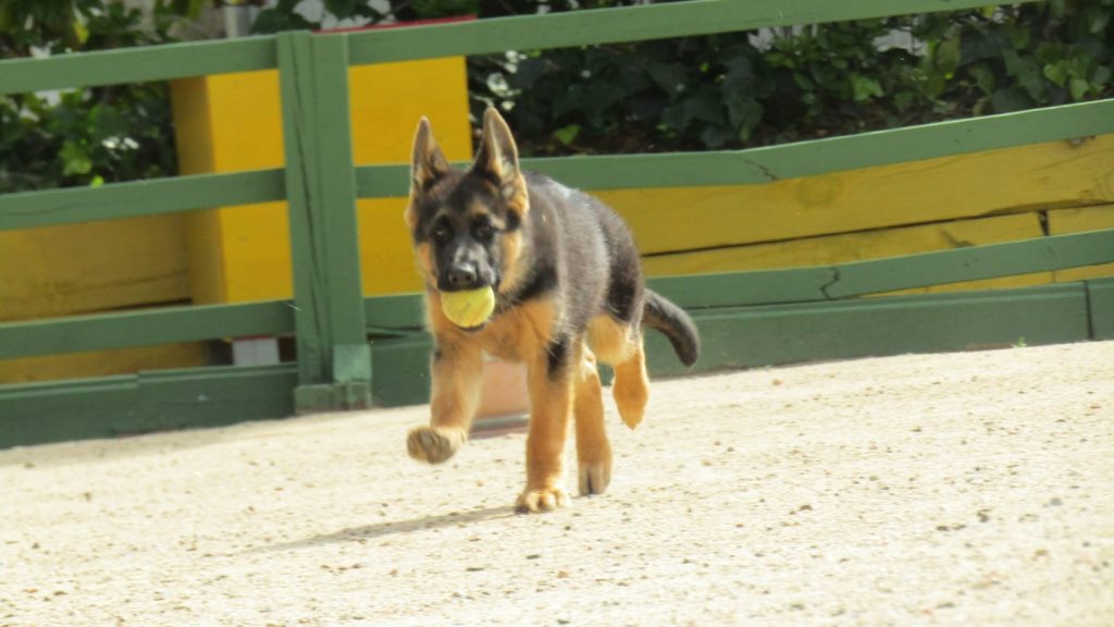 adiestramineto canino en reus Tarragona perros (7)