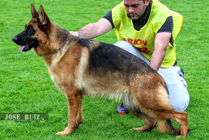adiestramineto canino en reus Tarragona perros (8)