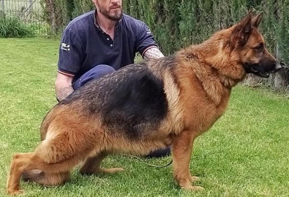 adiestramineto canino en reus Tarragona perros (9)