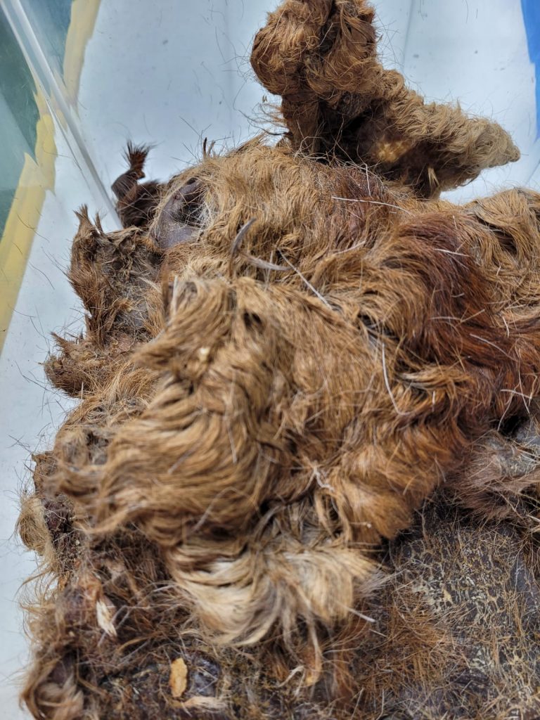 dieta y comidas para perros Reus Tarragona (4) dieta y comidas para perros Reus Tarragona (4)
