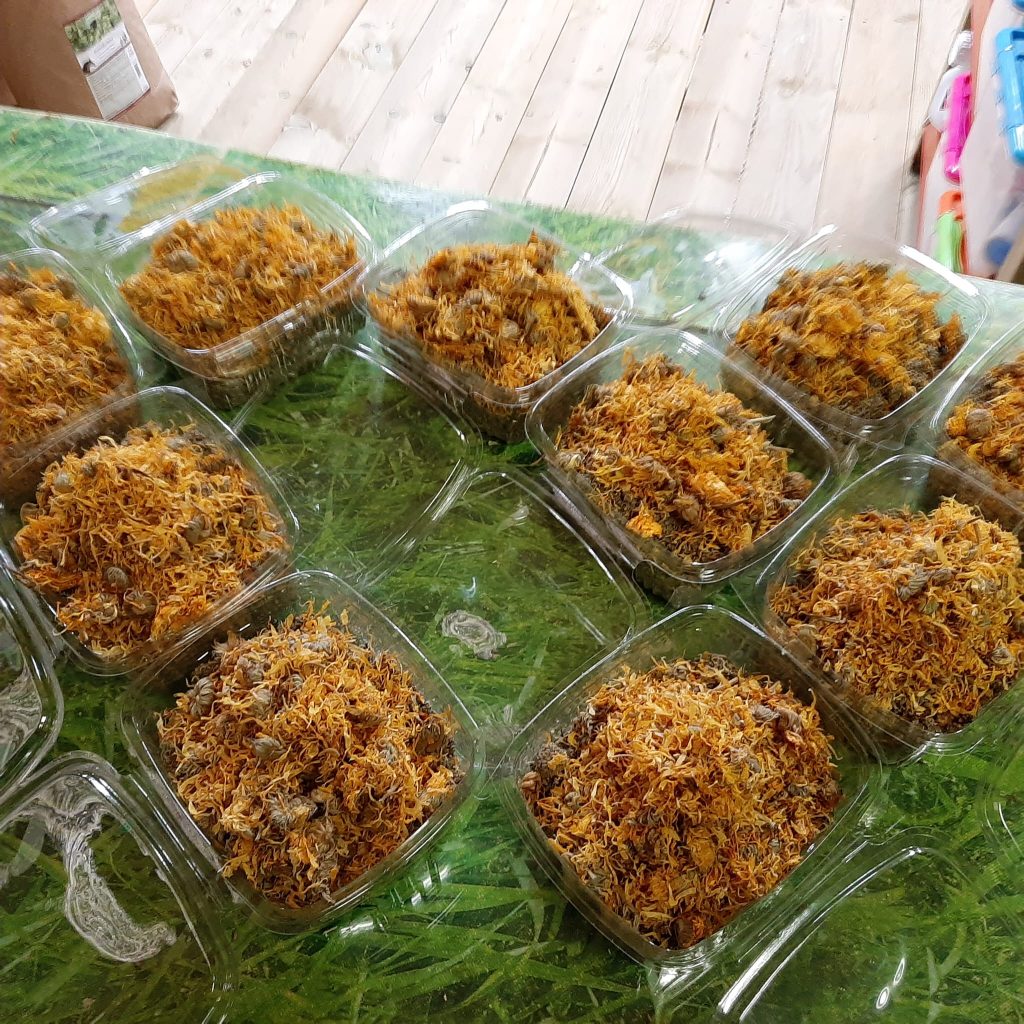 dieta y comidas para perros Reus Tarragona (8) dieta y comidas para perros Reus Tarragona (8)