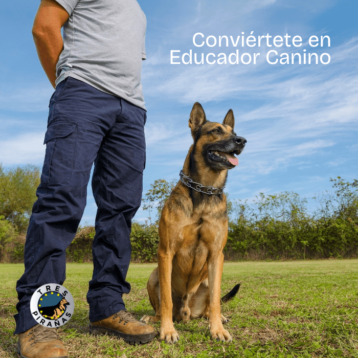 curso formación para educadores caninos en Reus Tarragona