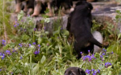 De la camada a la familia: cómo preparamos y socializamos nuestros cachorros de Pastor Alemán